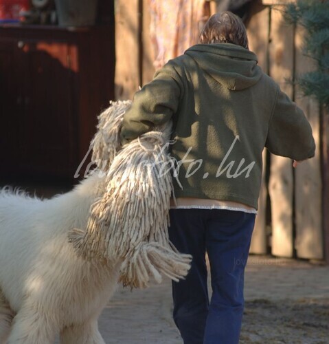 Komondor